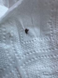 Carpet Beetle (likely Black Carpet Beetle based on appearance)