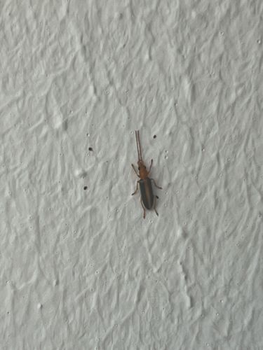 Rove Beetle (likely Paederus species, given the distinct head and pronutum coloration and the commonness of these encounters)