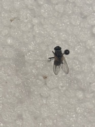 Possibly a type of fly (e.g., house fly or similar muscid fly)