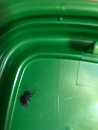 Plum Curculio (Likely)