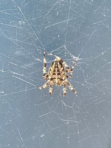 Cross Orbweaver, European Garden Spider