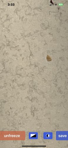 Case-bearing Clothes Moth (or related case-making moth)