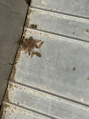 German Cockroach (Nymphs)