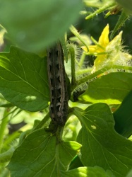 Tobacco Hornworm