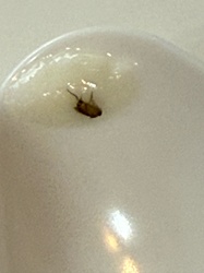 Fruit Fly