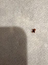 Bed Bug