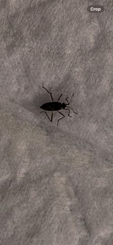 Assassin Bug