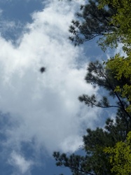 Hornet (likely European Hornet or related large wasp species)