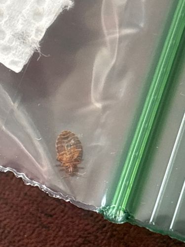 Bed bug
