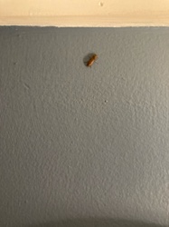 German Cockroach