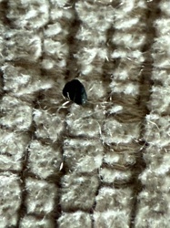 Black Carpet Beetle