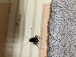 Oriental Cockroach