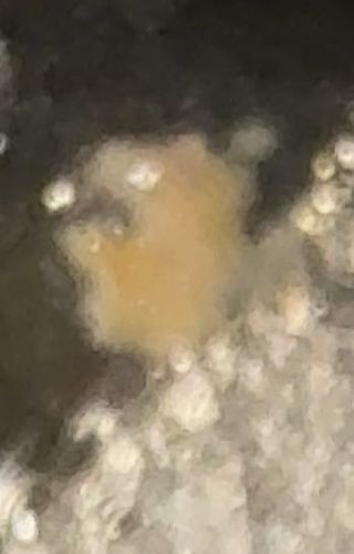 Mold Mite (also Tyrophagus Mite or Cheese Mite)