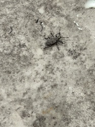 Broad-nosed Weevil (likely a species of Otiorhynchus or a similar genus)