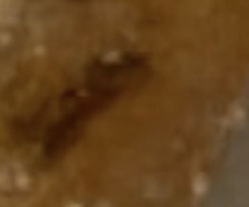 Sawtoothed Grain Beetle