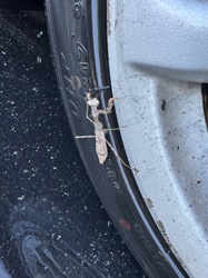 Praying Mantis (likely a Carolina Mantis or Chinese Mantis based on appearance, but difficult to specify without more detail)