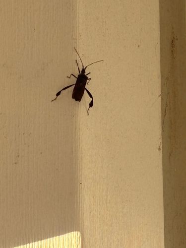 Leaf-footed Bug