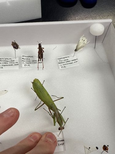 Praying Mantis (specifically a European Mantis for the one in the image)