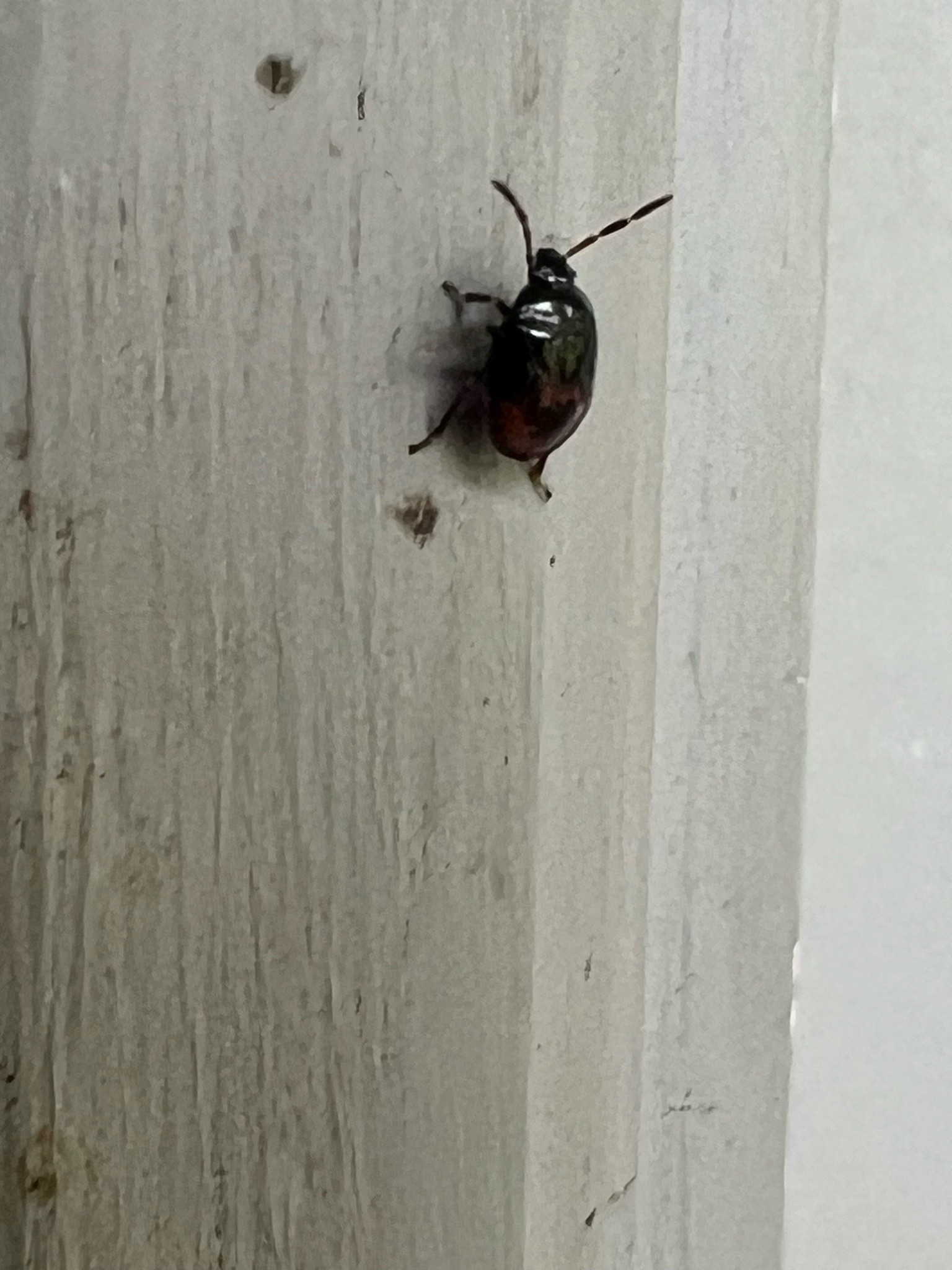 Bean Weevil (Seed Beetle)