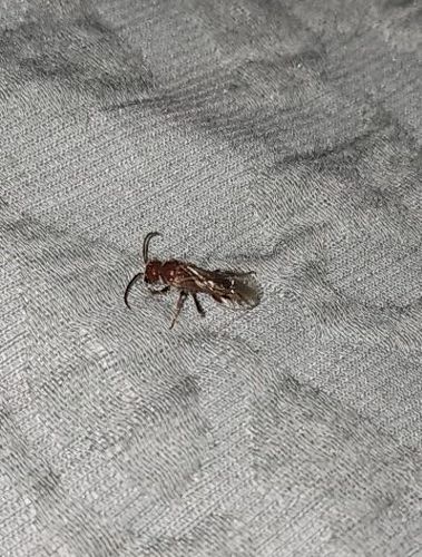 Ant Wasp (likely Male Thynnine Wasp)