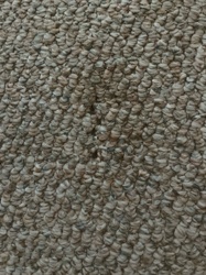 Carpet Beetle