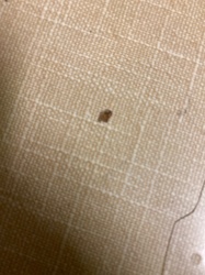 Bed Bug