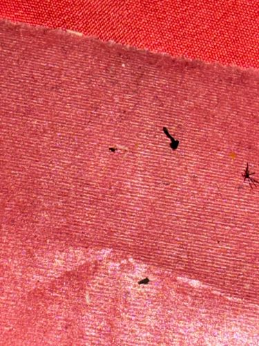 Carpet Beetle (likely Black Carpet Beetle)