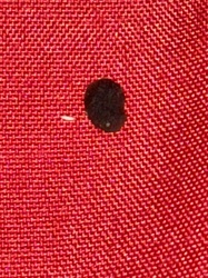 Carpet Beetle (likely Black Carpet Beetle)