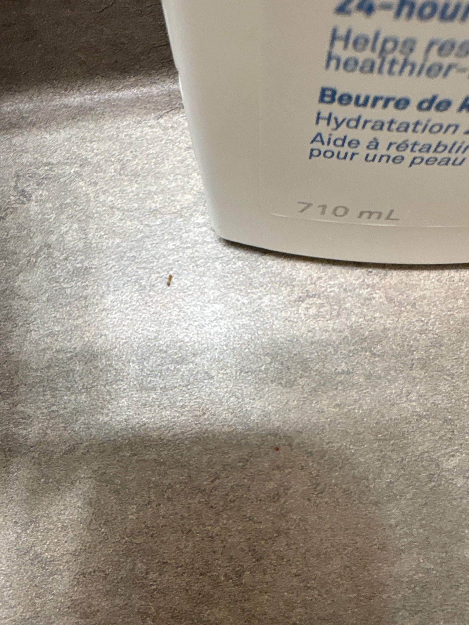 Ant (Species uncertain, likely Pharaoh Ant or Pavement Ant)