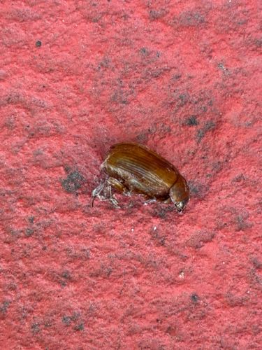 Sawtoothed Grain Beetle