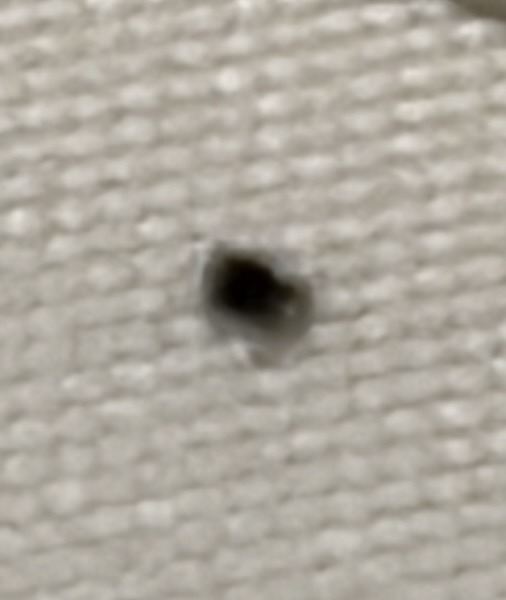 Varied Carpet Beetle