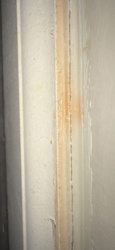 Ghost Ant