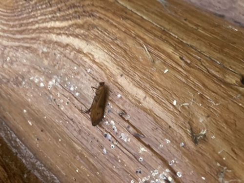 Case-bearing Clothes Moth