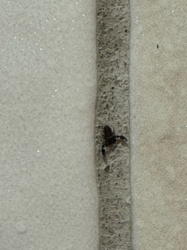 Pseudoscorpion