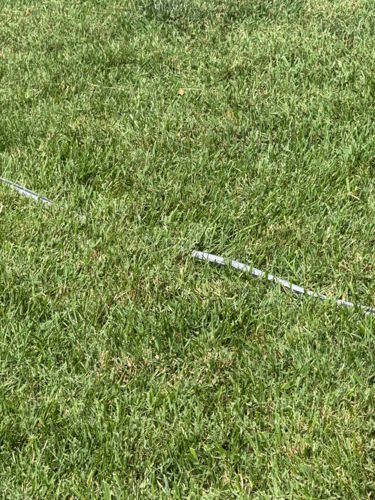 Unknown (No insect visible)