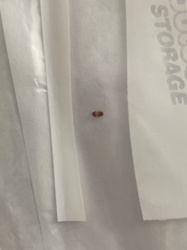 Carpet beetle (larva)