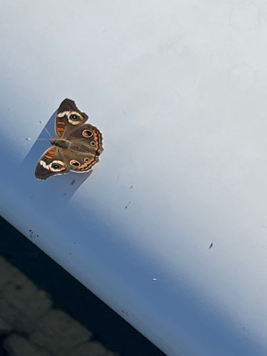 Common Buckeye Butterfly