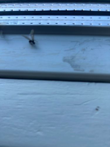 Flying Ant (reproductive)