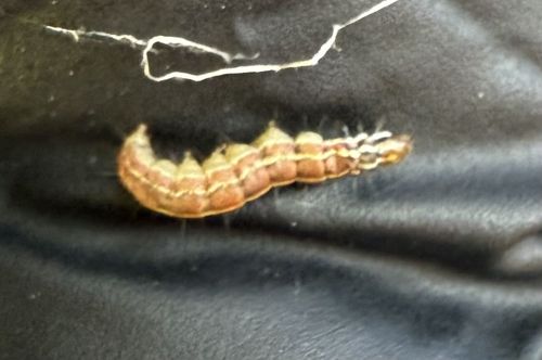 Armyworm (likely Common Armyworm or Fall Armyworm)
