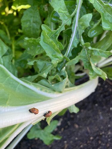 Ladybug larvae