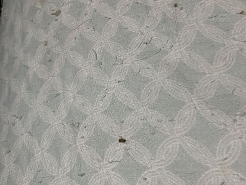 Carpet Beetle (likely Varied Carpet Beetle or Black Carpet Beetle)