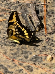 Eastern Giant Swallowtail