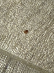 Carpet Beetle