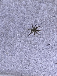 Wolf Spider