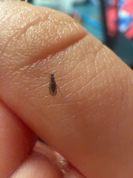 Fungus Gnat