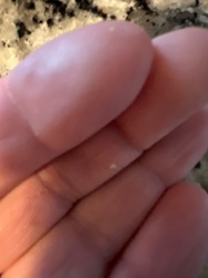 There is no identifiable insect or bug in the image.