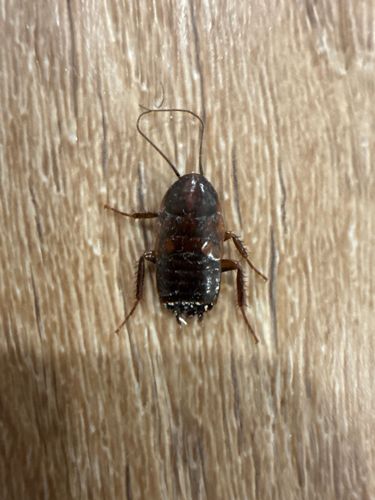 Australian Cockroach (Nymph)