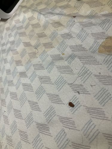 Carpet Beetle (likely Varied Carpet Beetle or Black Carpet Beetle)