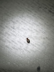 Larder Beetle