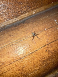 Barn Funnel Weaver (or similar Funnel Weaver species)